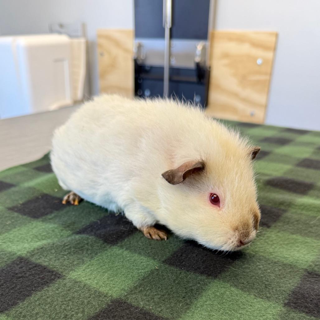 Juarez, Adoptable, Adult Female Guinea Pig.