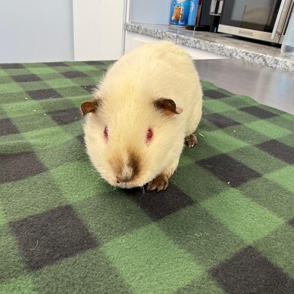 Juarez, a Adoptable Guinea Pig in Watertown, NY image 2/2