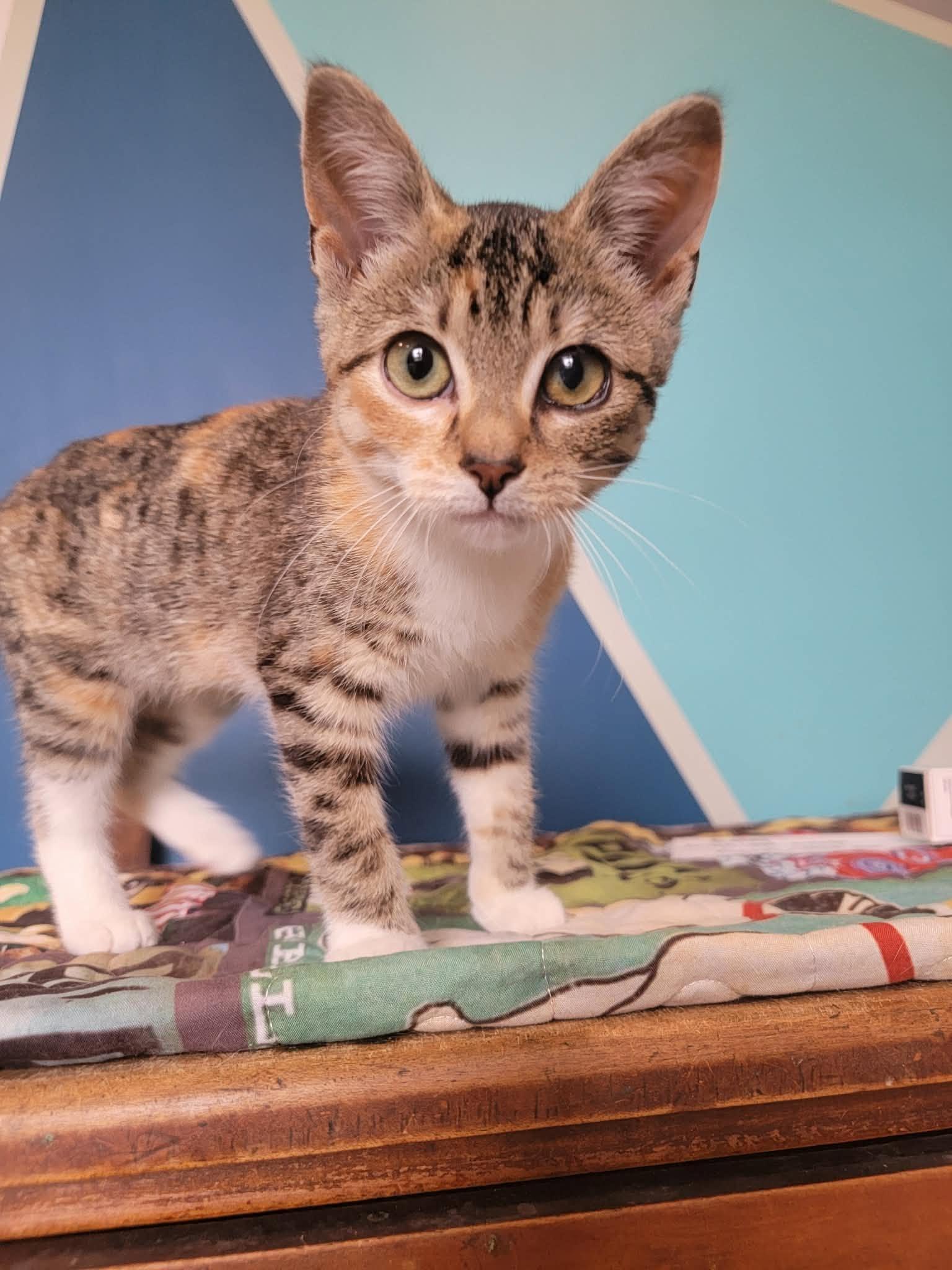 Enlarge Brandi, a Adopted Domestic Short Hair in London, ON image 1/1