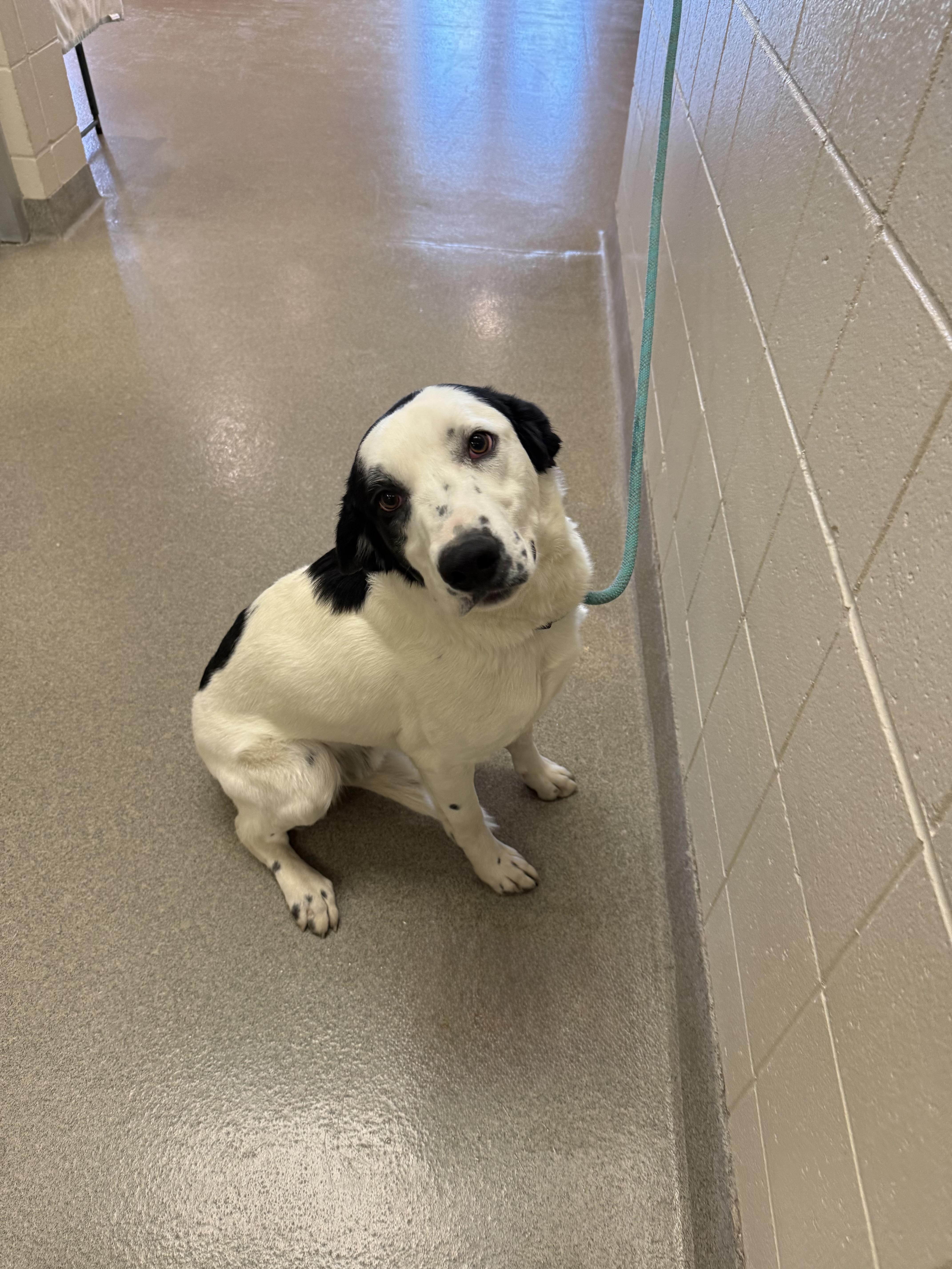 Enlarge Pongo, a Adoptable mixed breed in Kearney, NE image 1/3