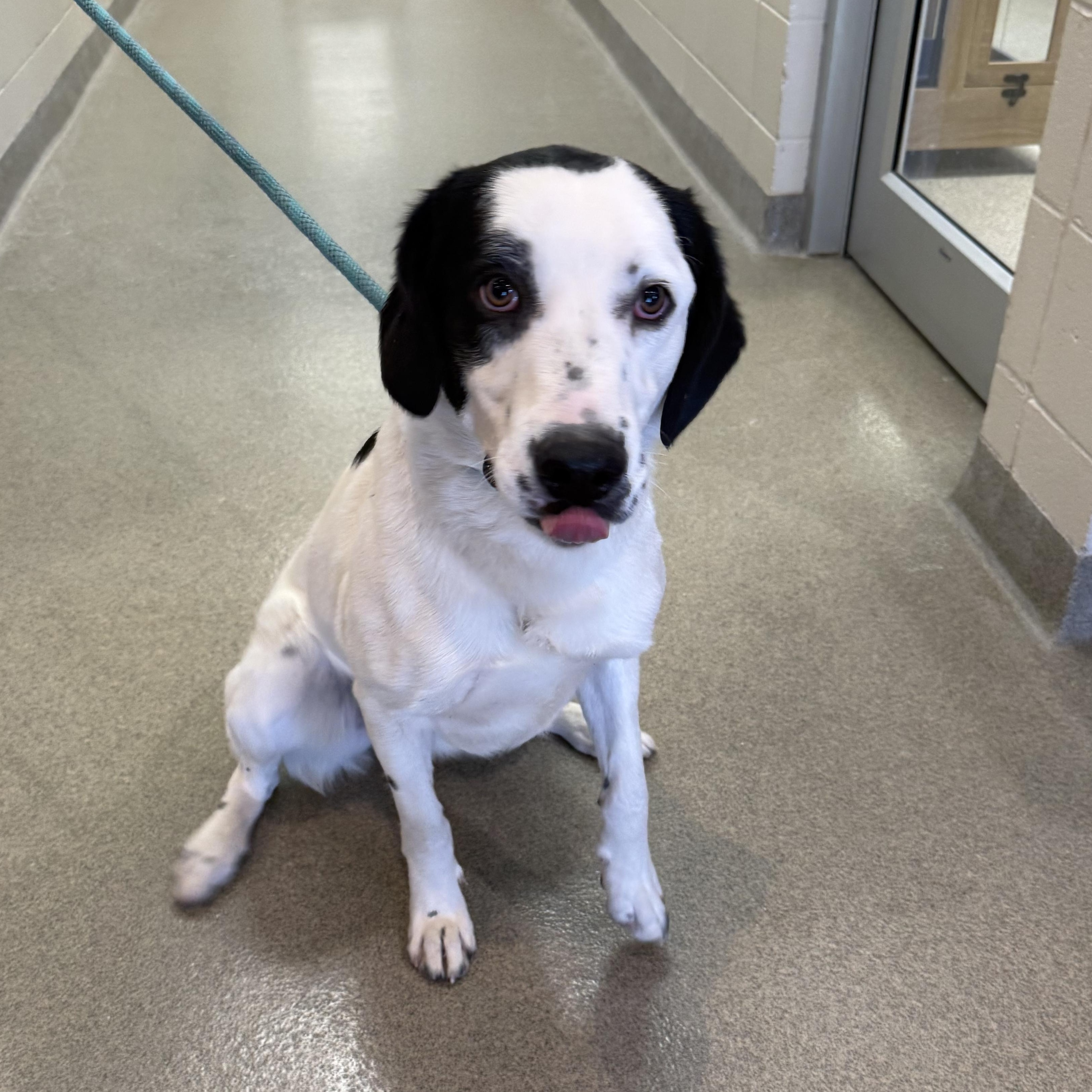 Enlarge Pongo, a Adoptable mixed breed in Kearney, NE image 2/3