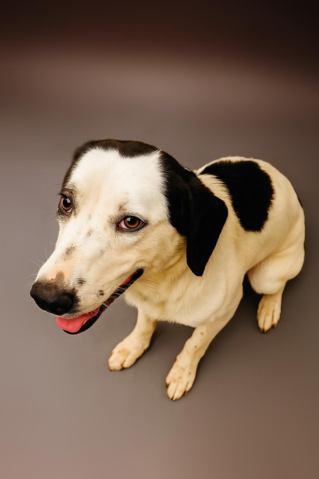 Pongo
