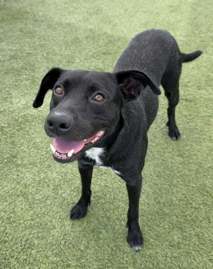 Shadow, a Adoptable mixed breed in Fort Worth, TX image 1/3