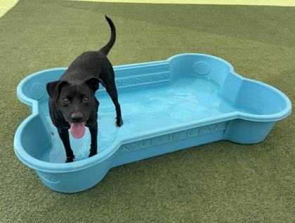 Shadow, a Adoptable mixed breed in Fort Worth, TX image 2/3