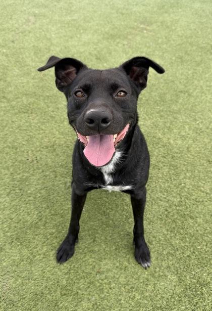Shadow, a Adoptable mixed breed in Fort Worth, TX image 3/3
