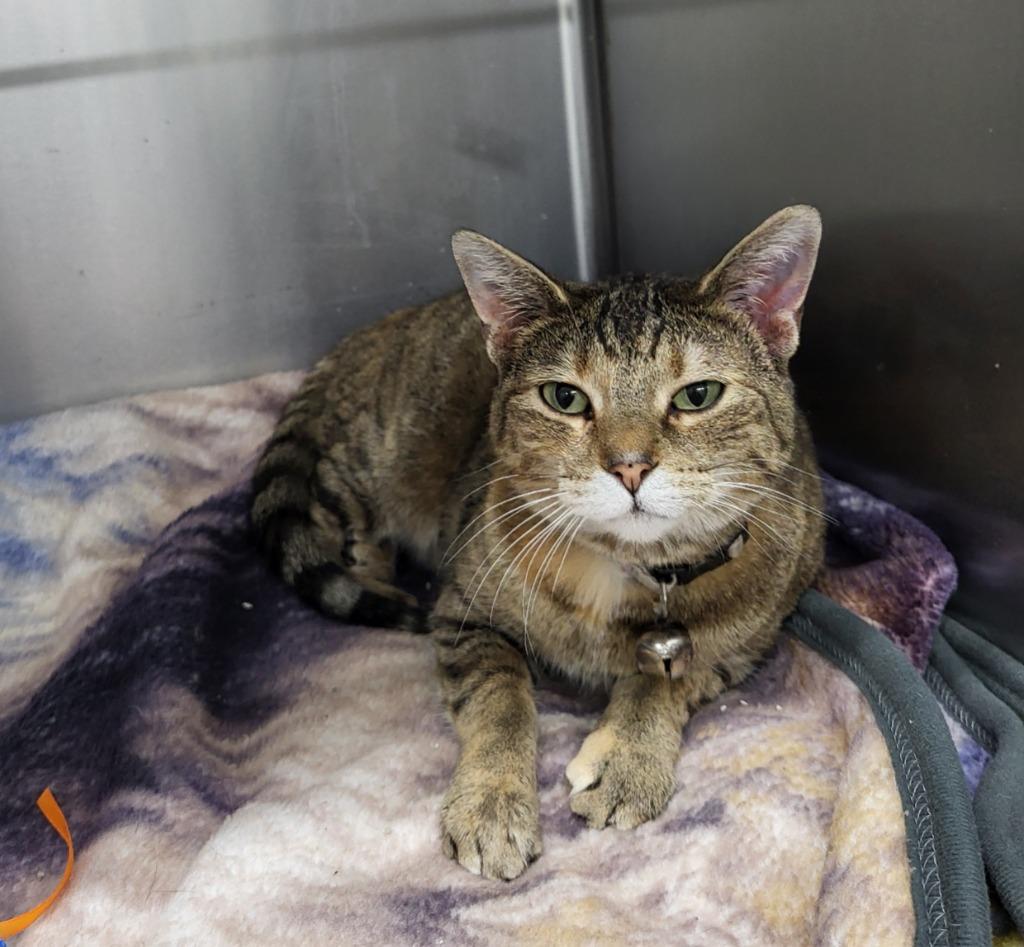 Enlarge Jesse, a Adoptable mixed breed in Medford, WI image 1/1