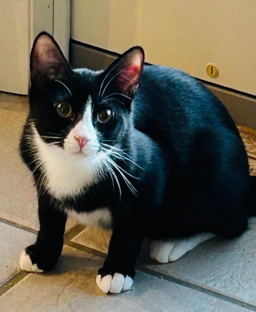 Lainy, Adult Female Domestic Short Hair