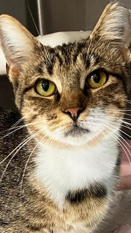 Smoochie, Adoptable, Adult Female Domestic Short Hair & Domestic Short Hair.