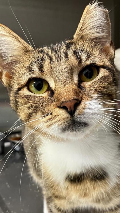 Smoochie, a Adoptable mixed breed in Venice, FL image 2/3