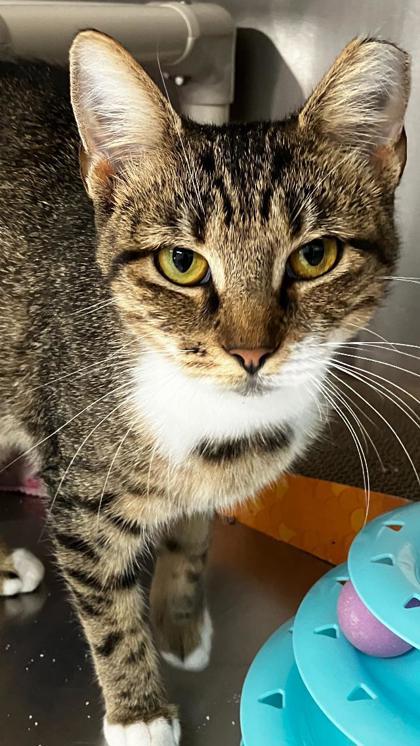 Smoochie, a Adoptable mixed breed in Venice, FL image 3/3