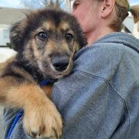 Roger, ADOPTABLE, Young Male Shepherd.