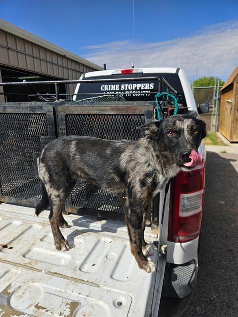 Ty, Adoptable, Adult Male Catahoula Leopard Dog & Australian Shepherd.