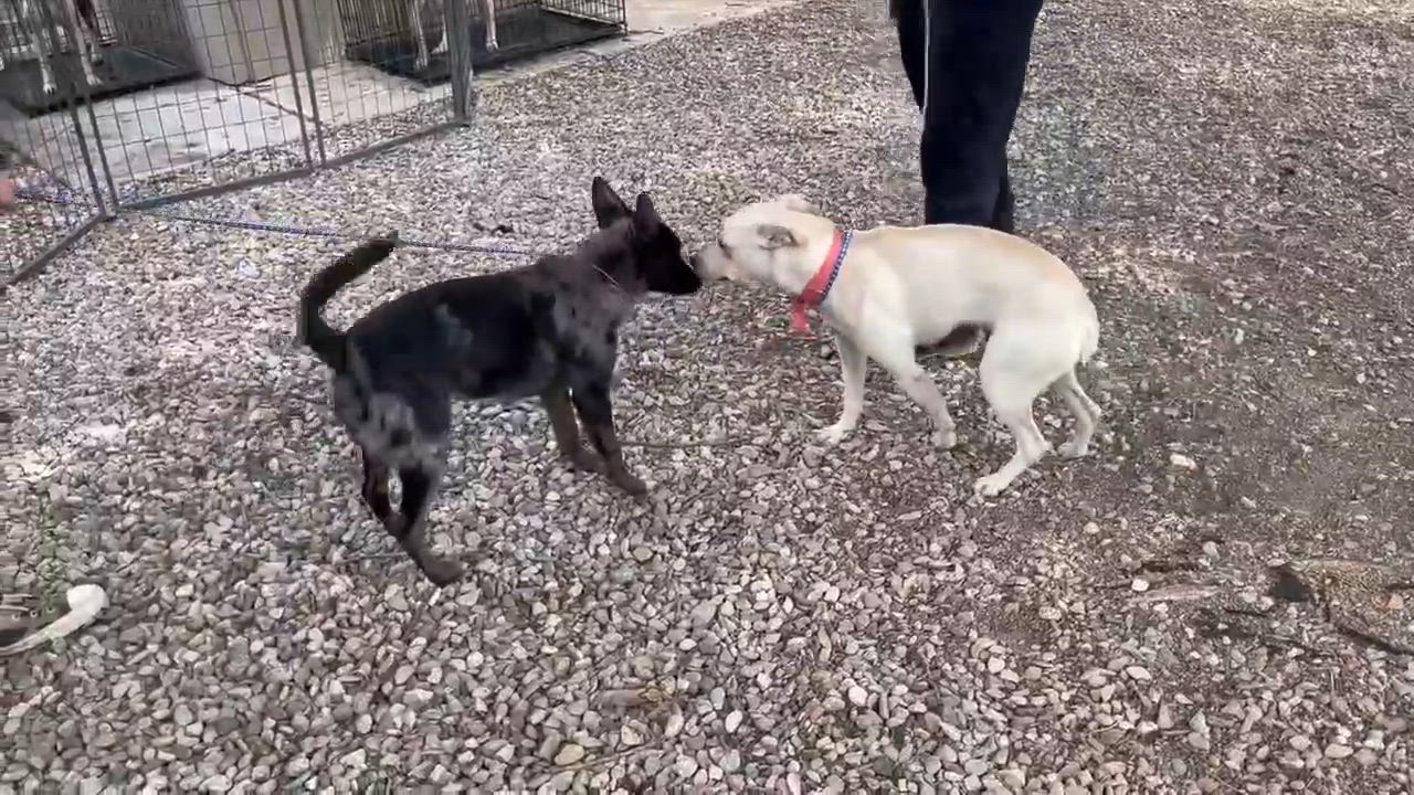 Enlarge Ty, a Adoptable mixed breed in Aurora, CO video 2/2
