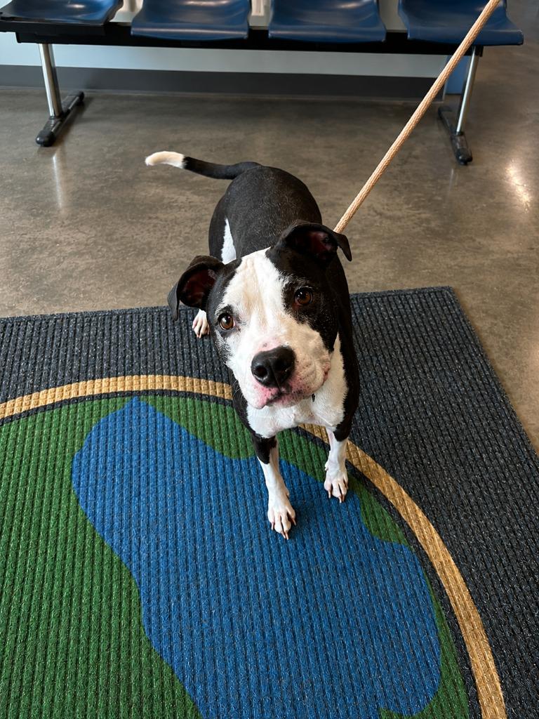 Piggy Sue, Adoptable, Adult Female Pit Bull Terrier.