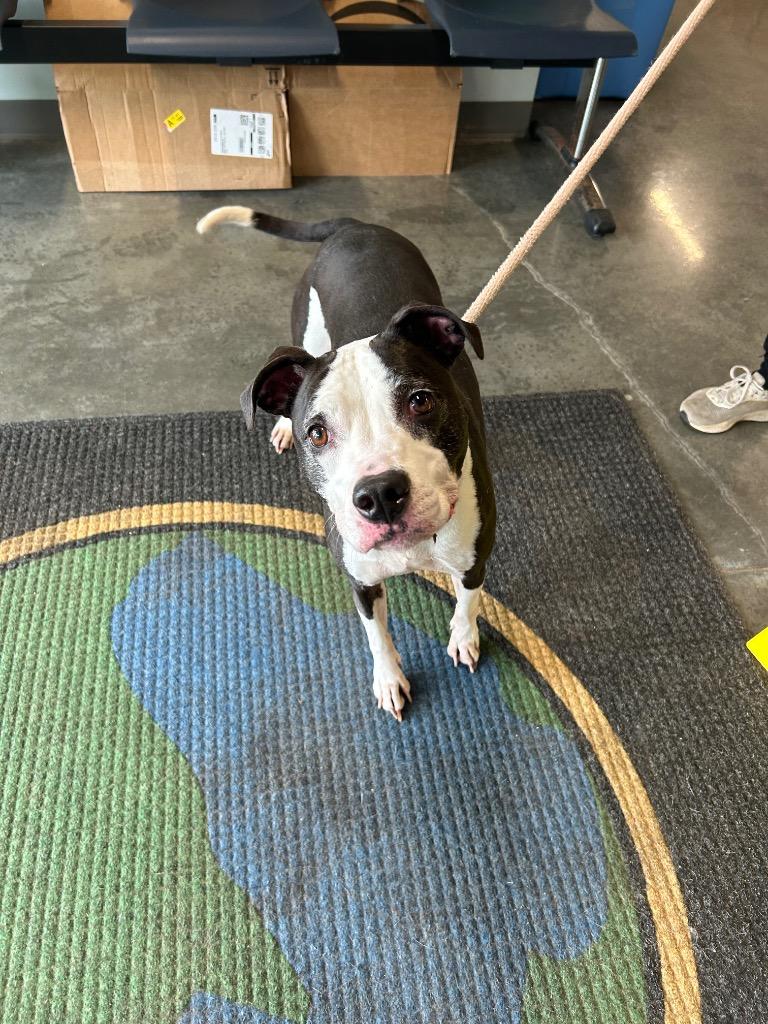 Enlarge Piggy Sue, a Adoptable Pit Bull Terrier in Gautier, MS image 1/1