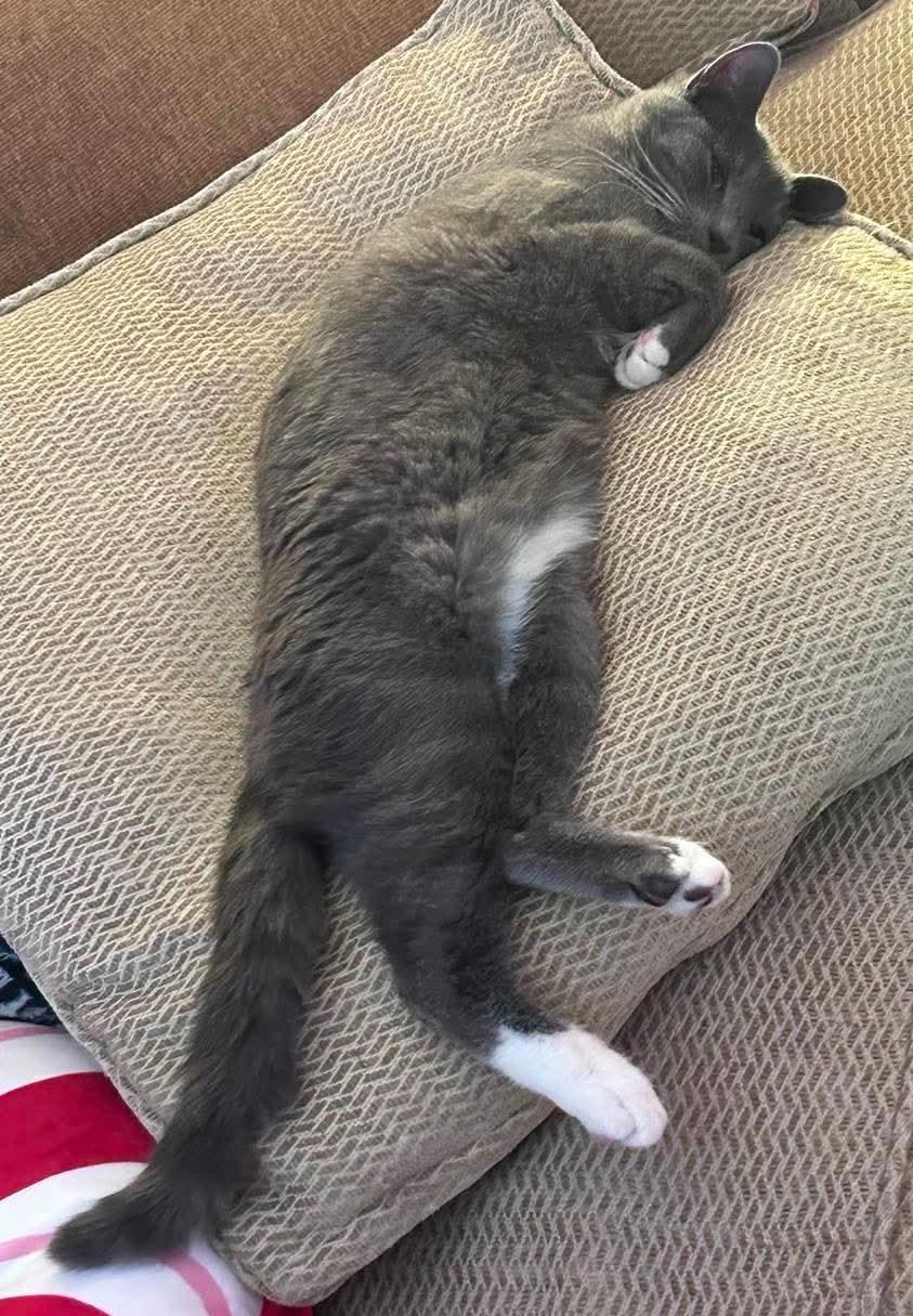Enlarge Hank, a Adoptable Domestic Short Hair in Beckley, WV image 2/3