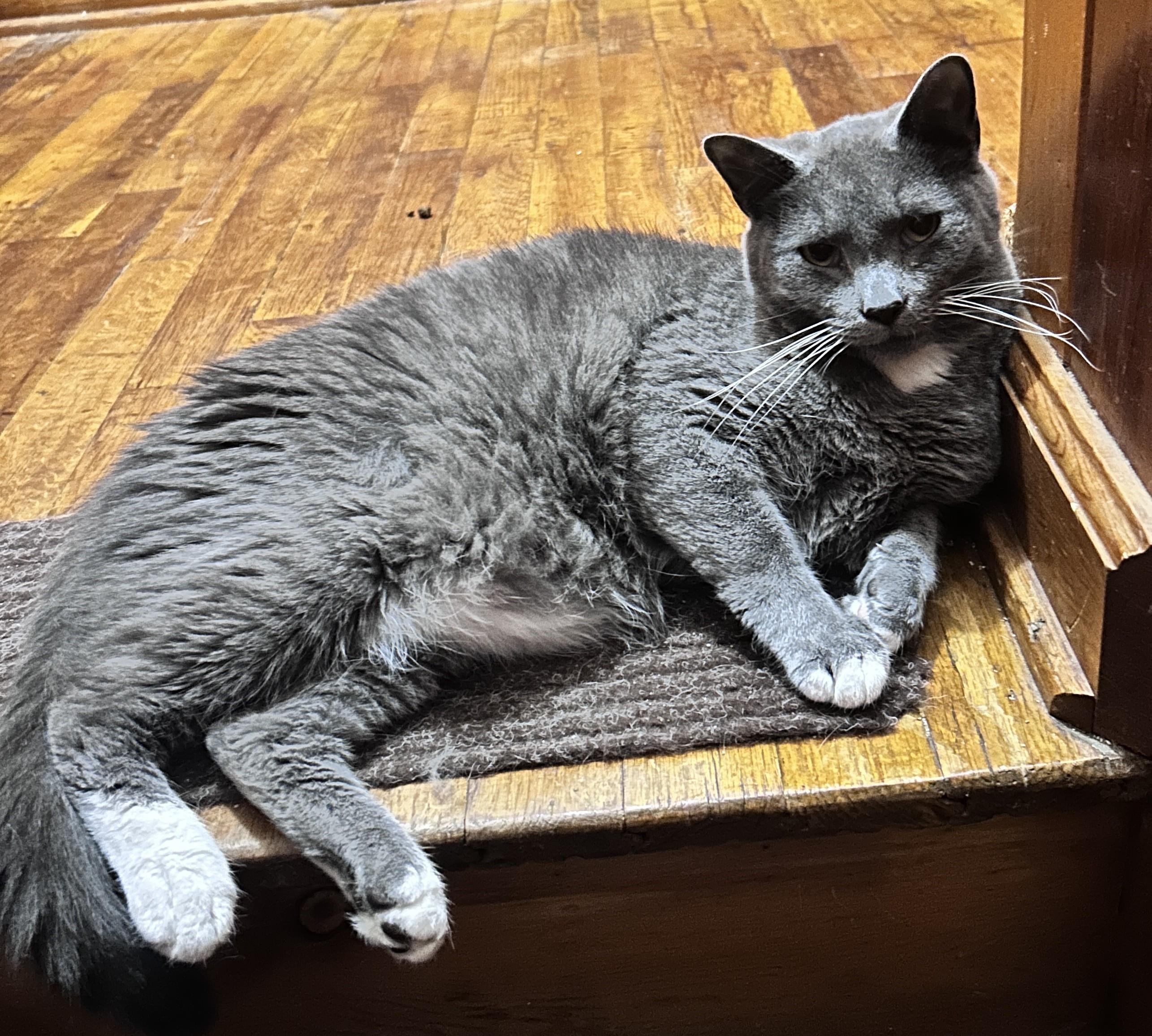 Enlarge Hank, a Adoptable Domestic Short Hair in Beckley, WV image 1/3