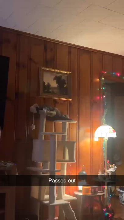 Enlarge Hank, a Adoptable Domestic Short Hair in Beckley, WV video 3/3