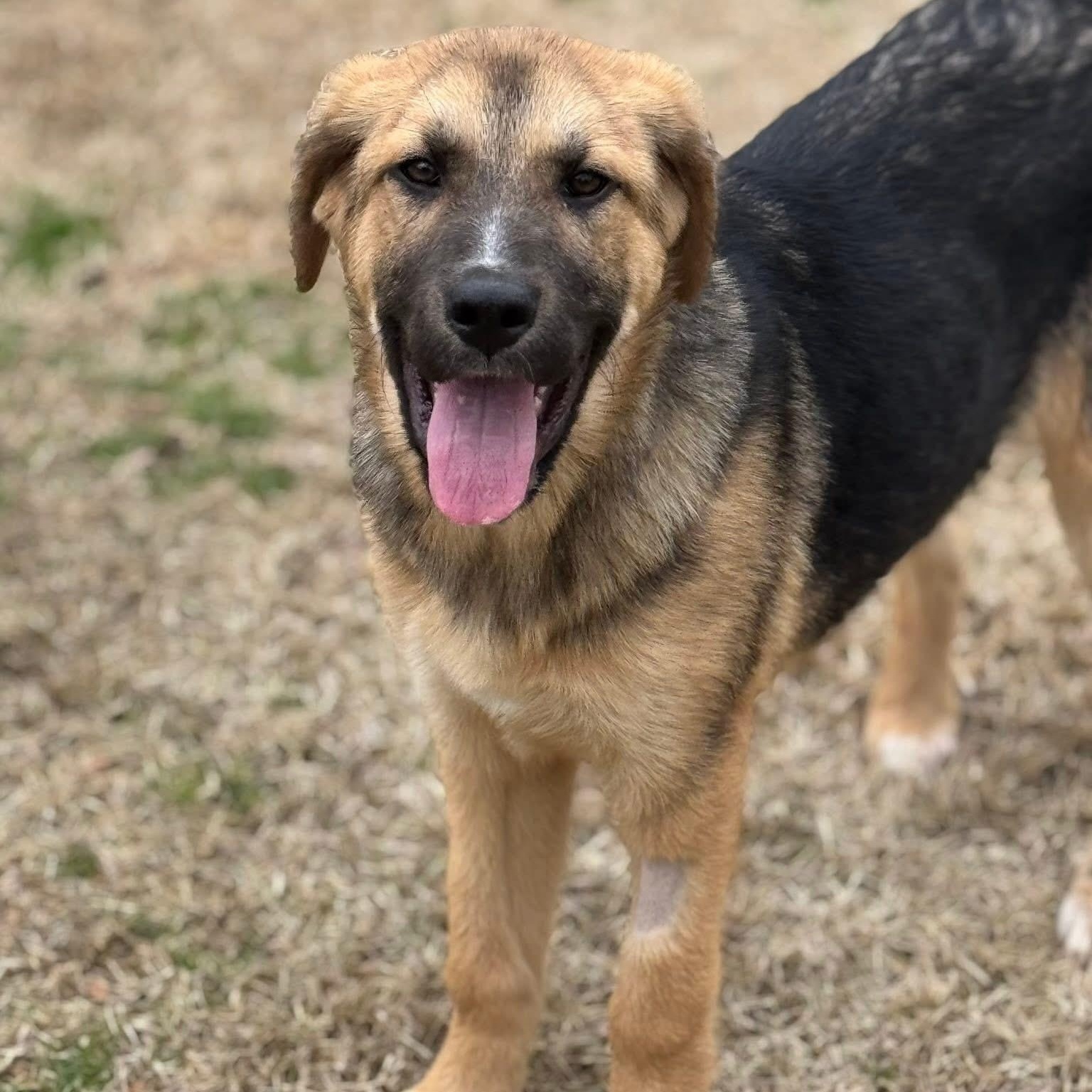 Remy, a Adoptable mixed breed in Kalamazoo, MI image 3/6