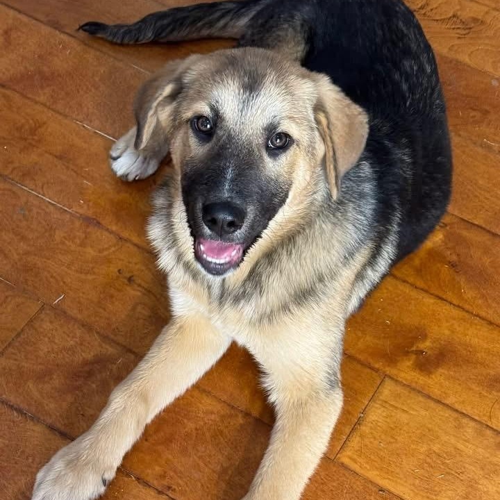 Remy, Adoptable, Puppy Female Great Pyrenees & German Shepherd Dog.