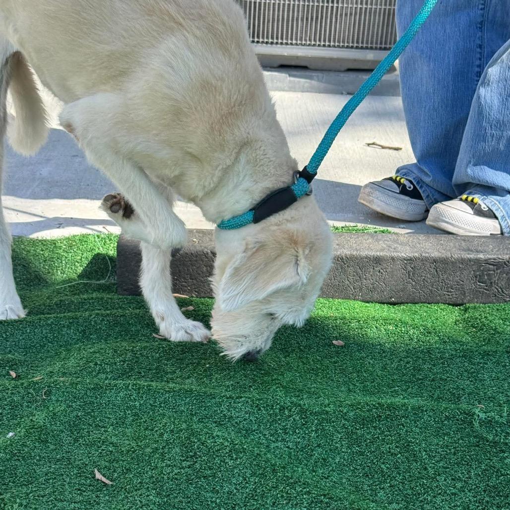 Enlarge Sweetie, a Adoptable Terrier in Chicago, IL image 1/6