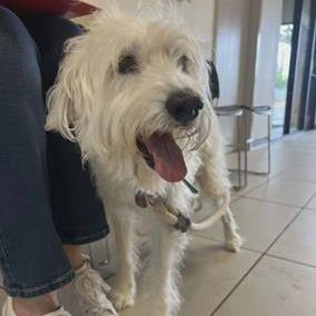 Enlarge Sweetie, a Adoptable Terrier in Chicago, IL image 2/6