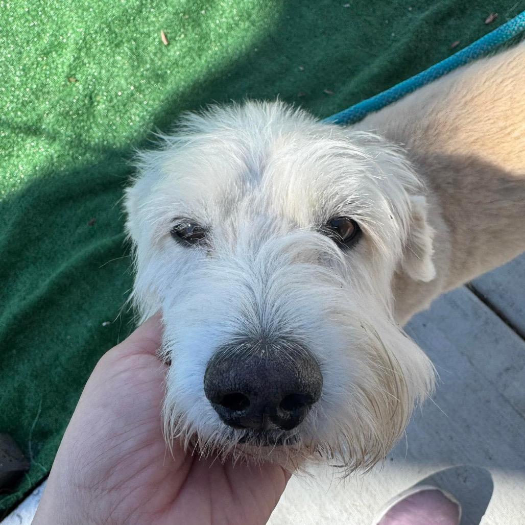 Enlarge Sweetie, a Adoptable Terrier in Chicago, IL image 3/6