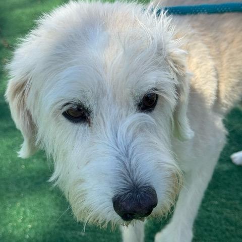 Enlarge Sweetie, a Adoptable Terrier in Chicago, IL image 4/6