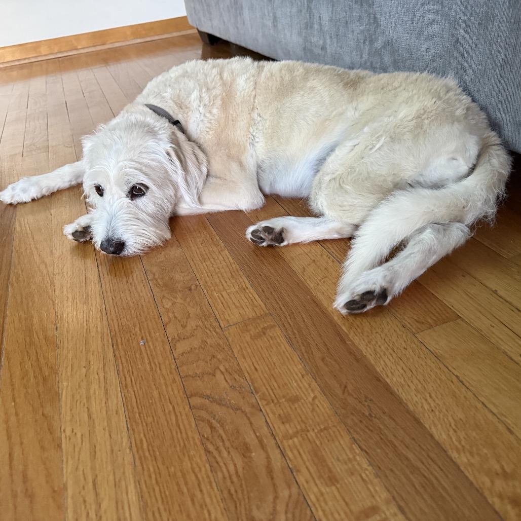 Enlarge Sweetie, a Adoptable Terrier in Chicago, IL image 5/6