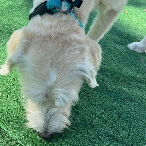 Enlarge Sweetie, a Adoptable Terrier in Chicago, IL image 6/6