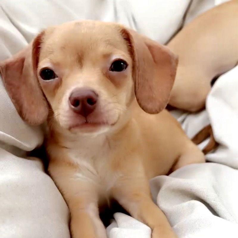 Romeo, Adopted, Young Male Chihuahua & Dachshund.