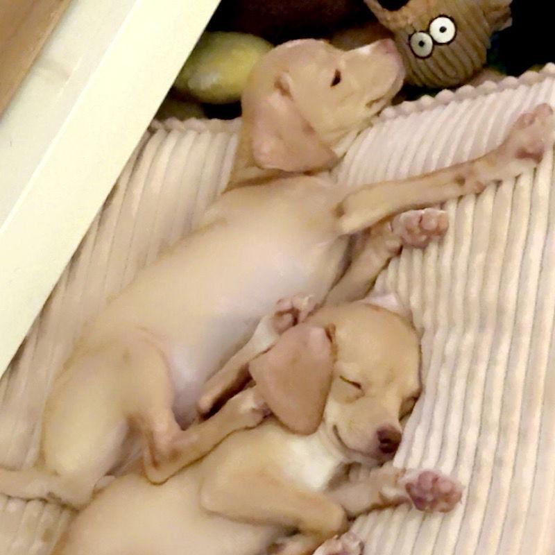 Romeo, a Adopted mixed breed in San Juan Capistrano, CA image 2/3