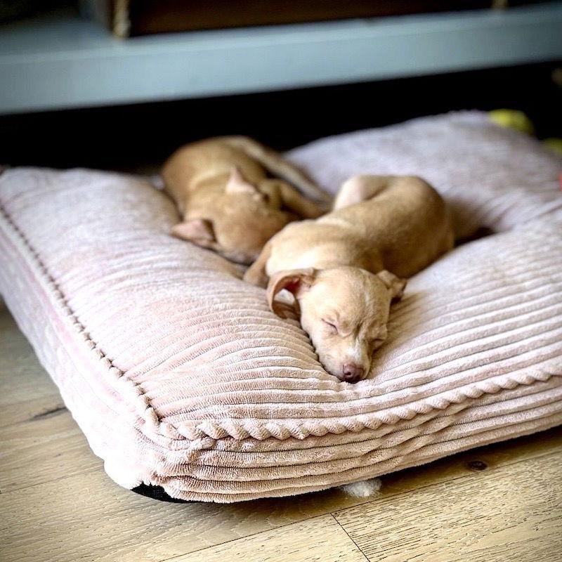 Romeo, a Adopted mixed breed in San Juan Capistrano, CA image 3/3