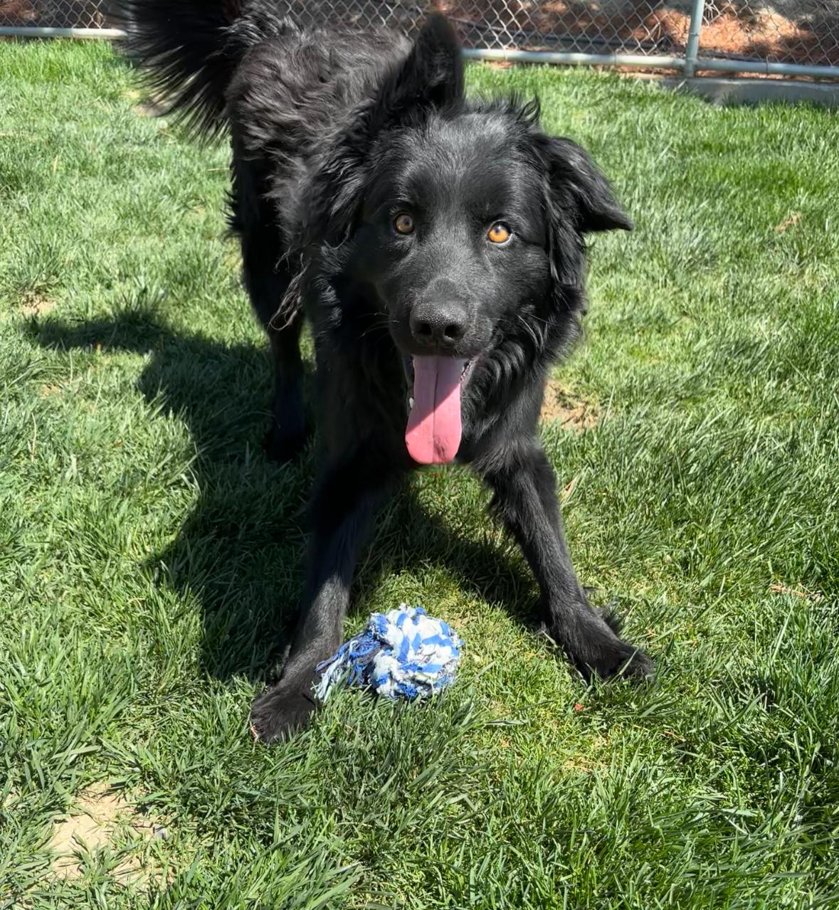 Milo, Adoptable, Adult Male Siberian Husky & Poodle.