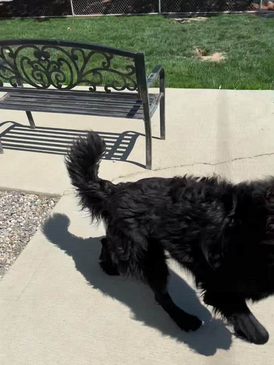 Enlarge Milo, a Adoptable mixed breed in Quincy, WA video 2/2