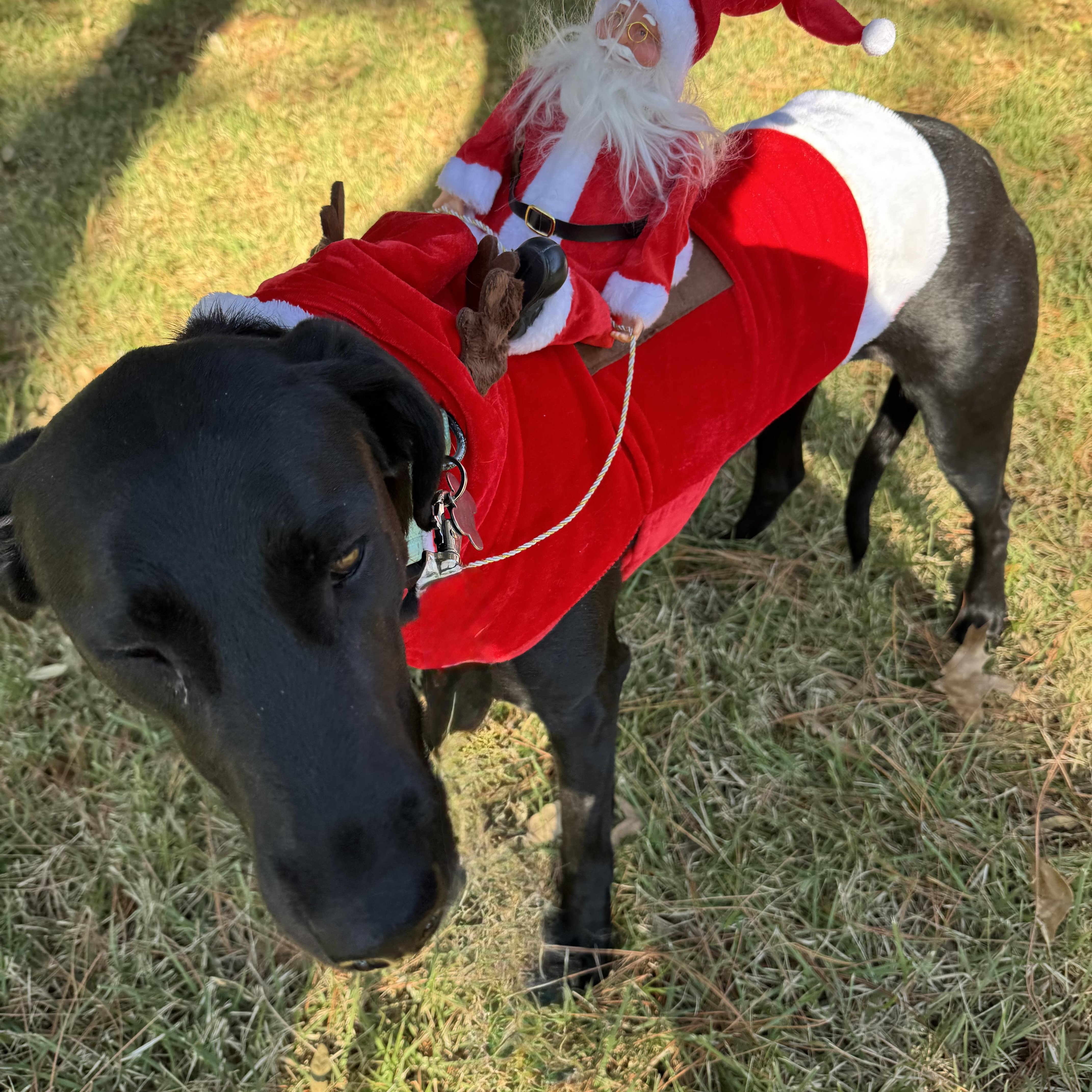 Leila, ADOPTABLE, Adult Male Black Labrador Retriever & Italian Greyhound.