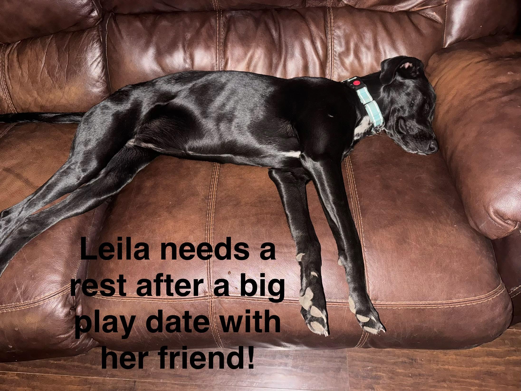 Enlarge Leila, a ADOPTABLE mixed breed in Plano, TX image 4/4