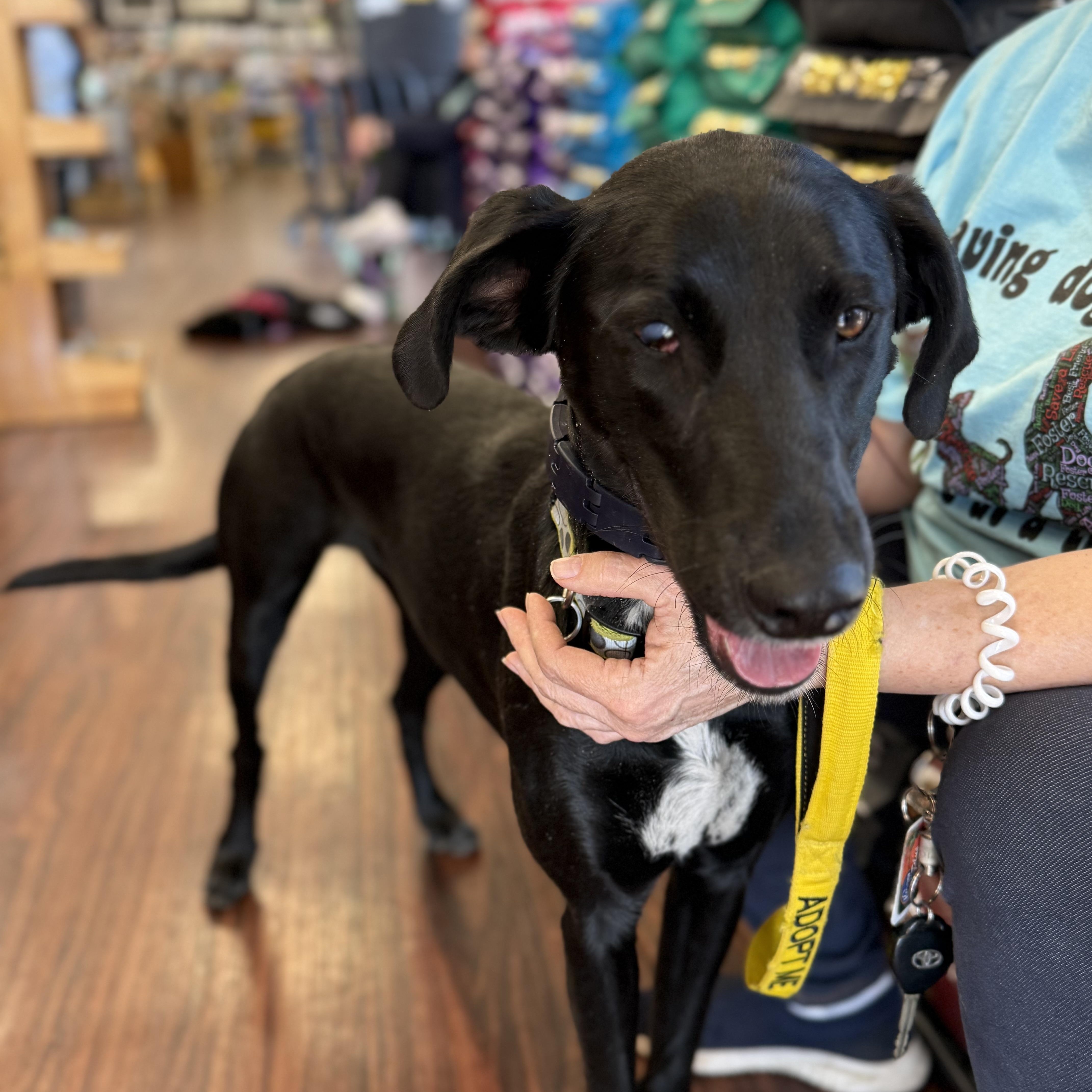 Enlarge Leila, a ADOPTABLE mixed breed in Plano, TX image 2/4