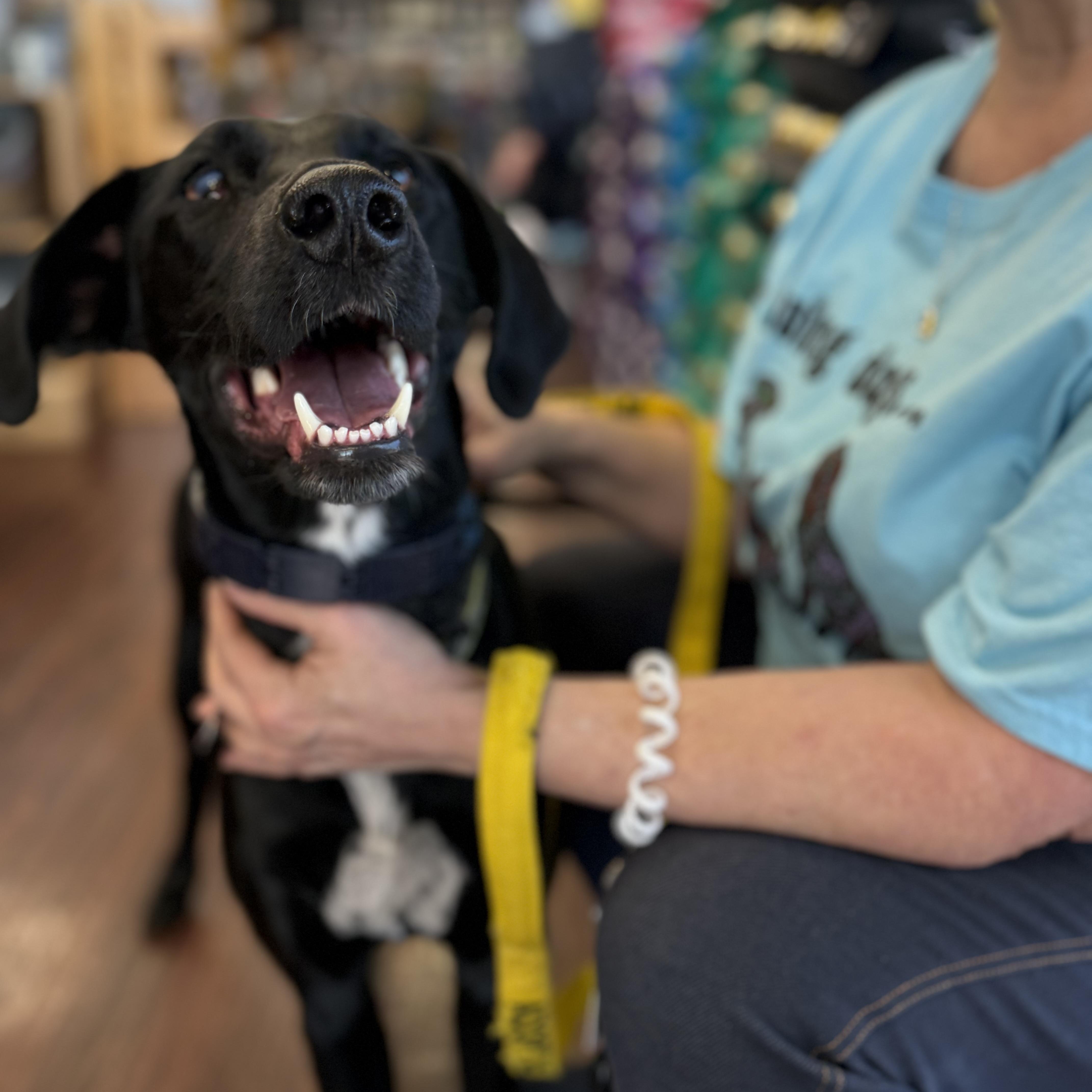 Enlarge Leila, a ADOPTABLE mixed breed in Plano, TX image 3/4