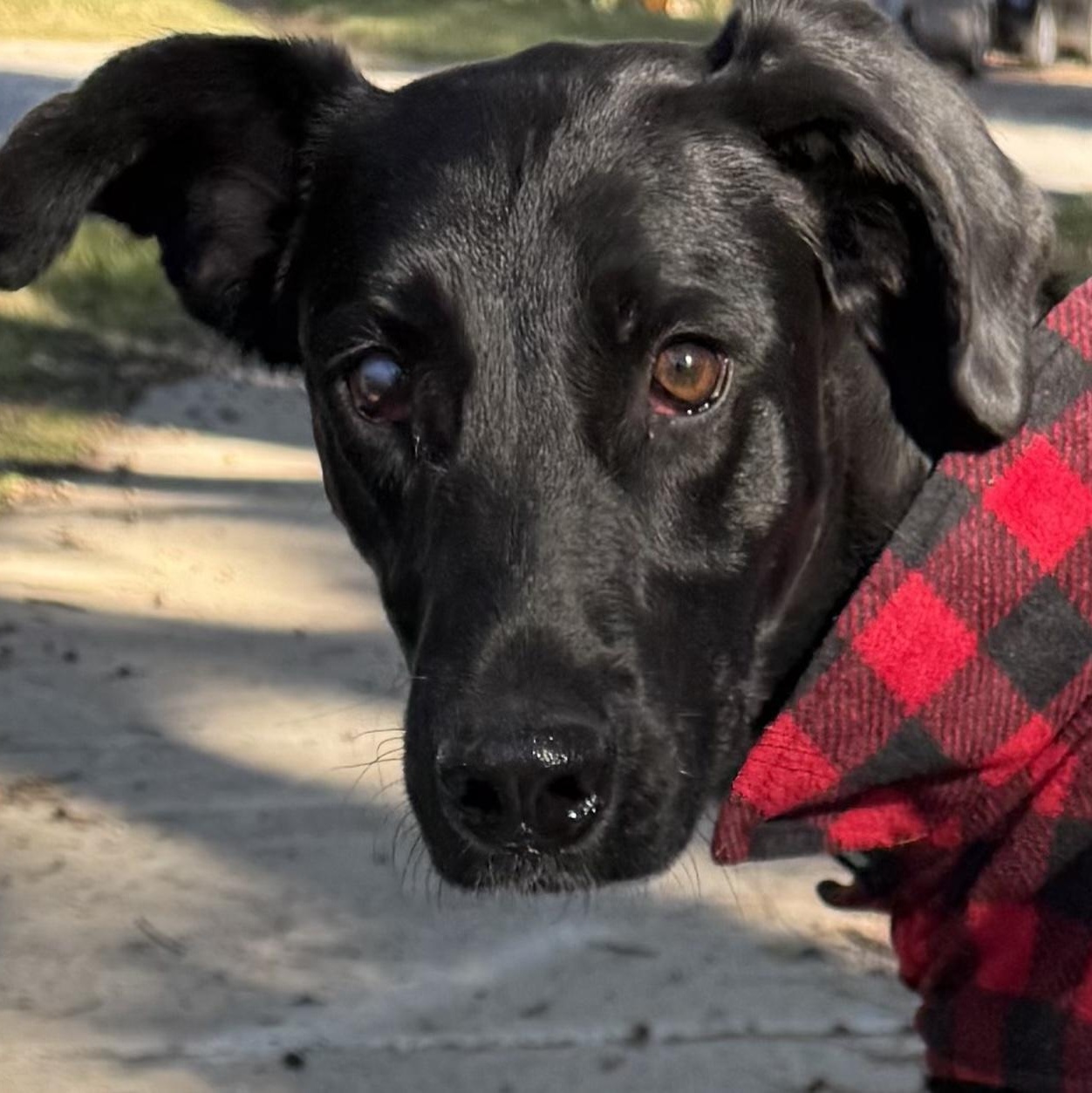 Leila, ADOPTABLE, Adult Female Black Labrador Retriever & Italian Greyhound.