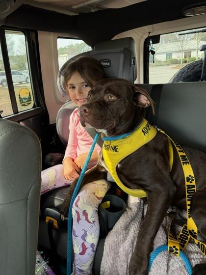 Enlarge Green Bean, a Adoptable mixed breed in Savannah, GA image 1/3