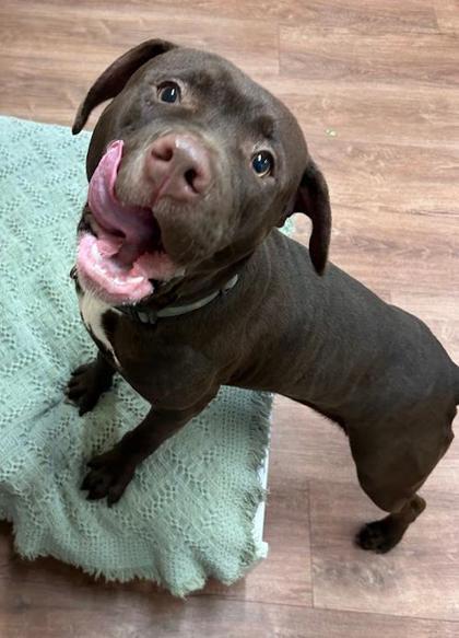 Enlarge Green Bean, a Adoptable mixed breed in Savannah, GA image 2/3