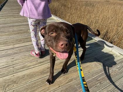 Enlarge Green Bean, a Adoptable mixed breed in Savannah, GA image 3/3