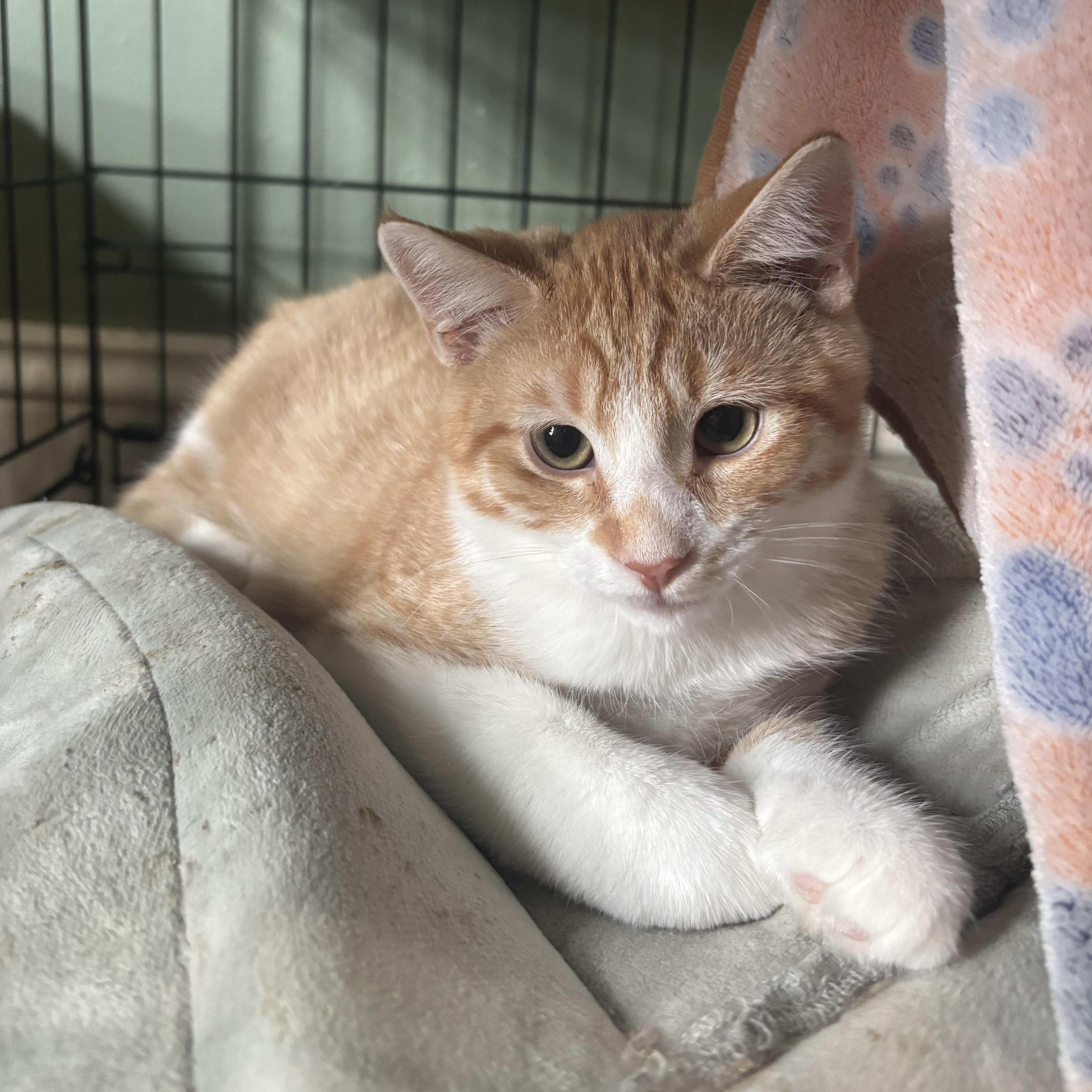 Red Savina, Adoptable, Kitten Male Domestic Short Hair.