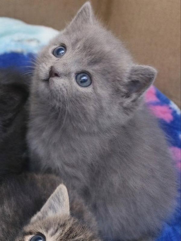 Enlarge Tide, a Adopted Domestic Short Hair in Pineville, LA image 2/2