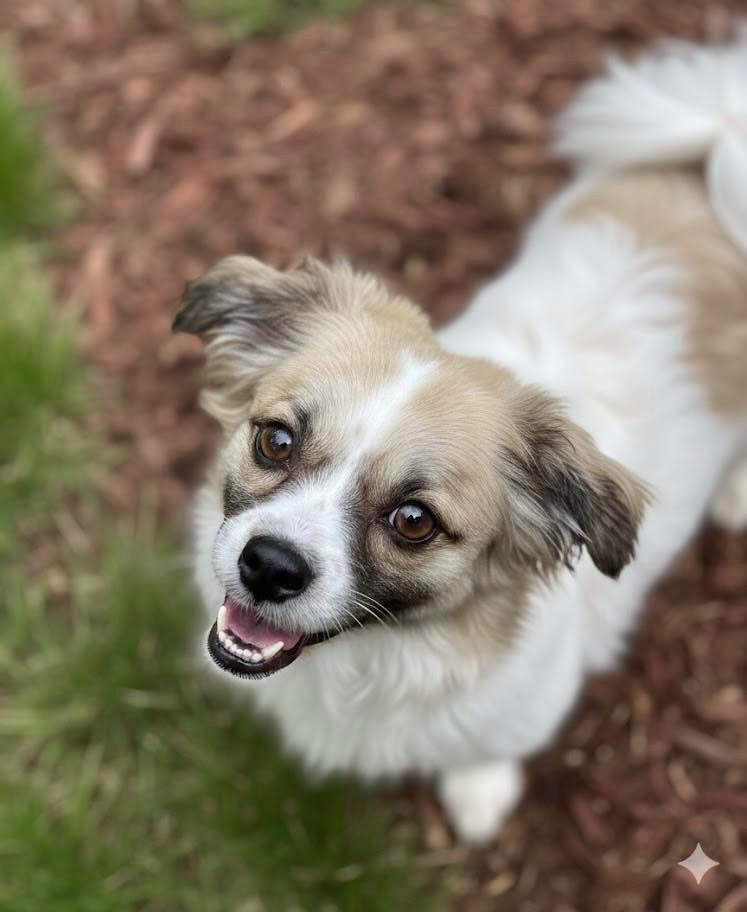 Brogan, Adoptable, Adult Male Pomeranian & Chihuahua.