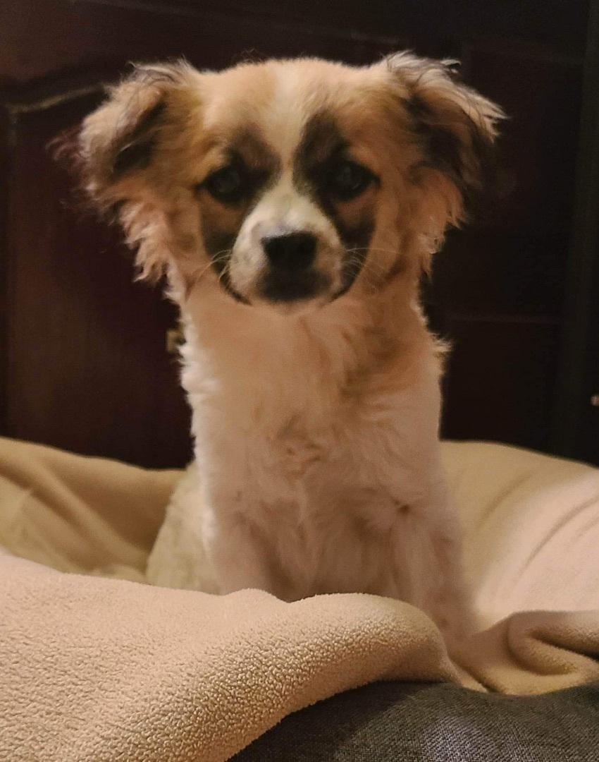 Enlarge Brogan, a Adoptable mixed breed in Grand Prairie, TX image 4/4