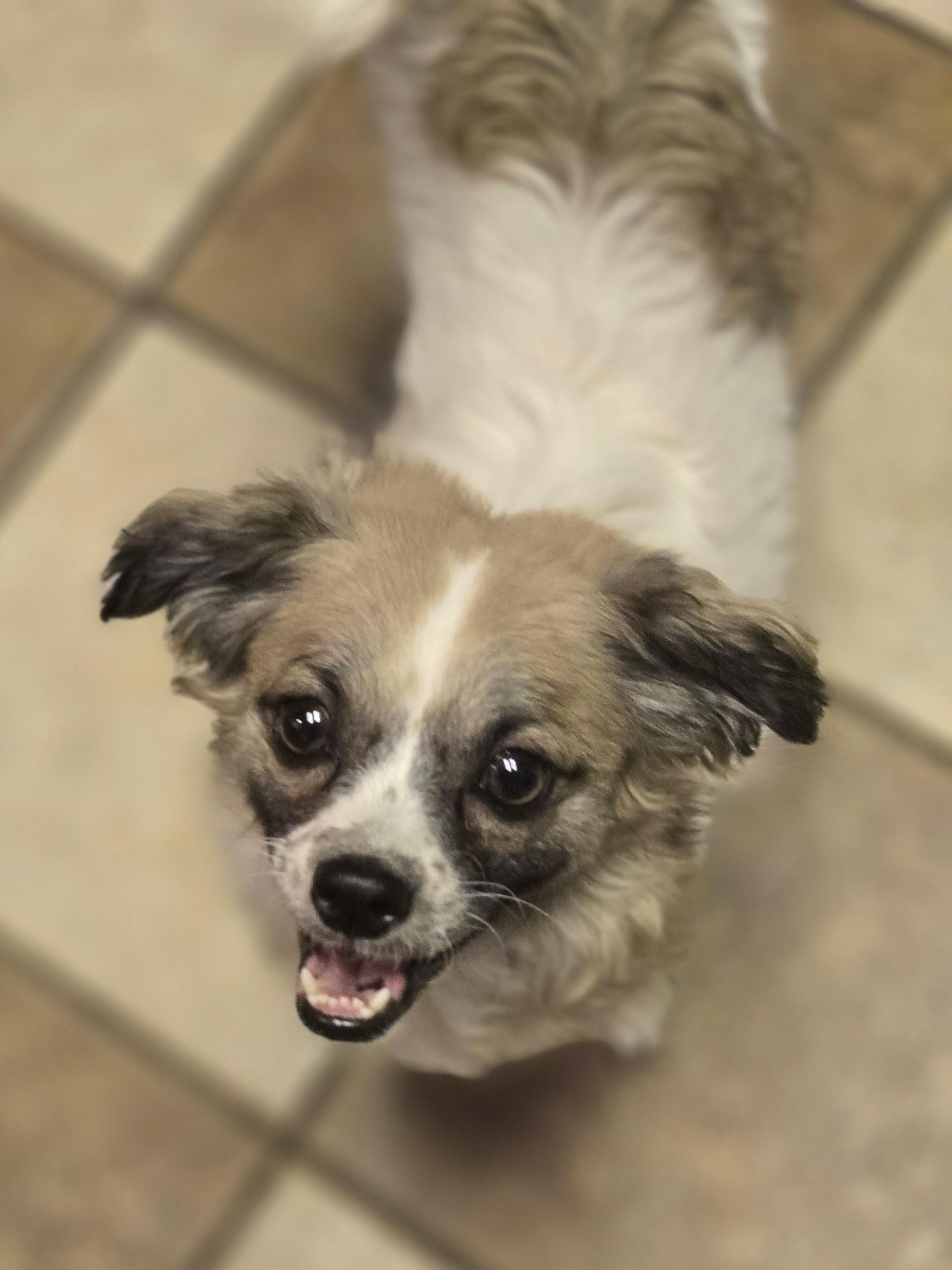 Brogan, a Adoptable mixed breed in Grand Prairie, TX image 2/6