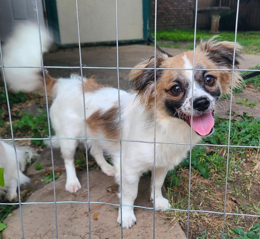 Brogan, a Adoptable mixed breed in Grand Prairie, TX image 3/6
