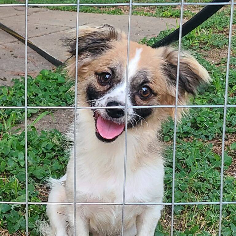 Brogan, a Adoptable mixed breed in Grand Prairie, TX image 4/6